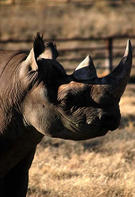 2003 Fossil Rim-031.JPG