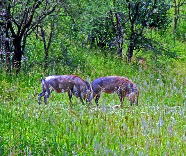 Day 04-089 (H).jpg