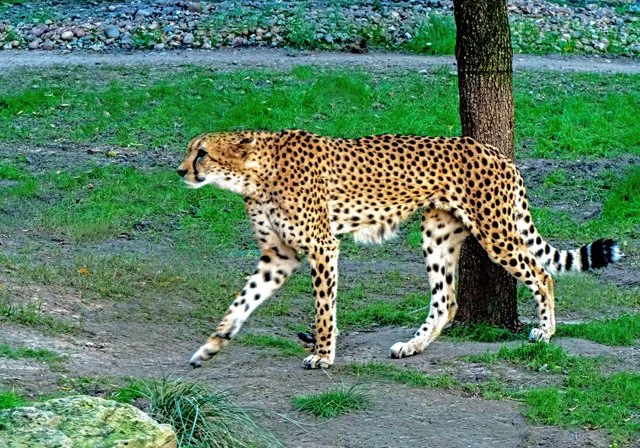 FW Zoo-076.jpg