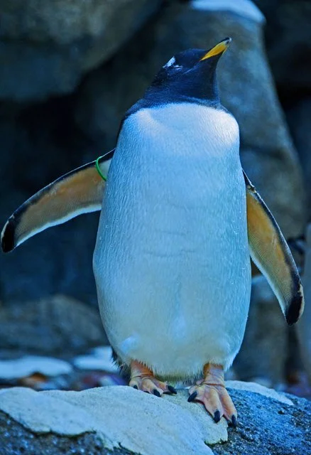 Penguins-124.jpg