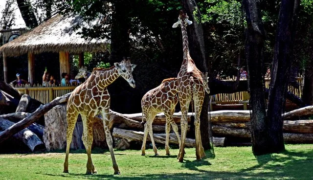 FWZoo-047.jpg