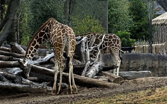FWZoo-257.jpg