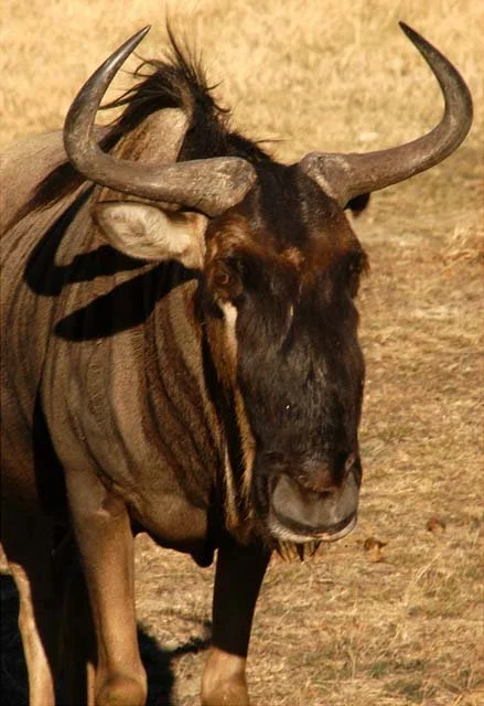 2003 Fossil Rim-081.JPG