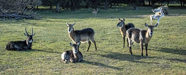 Fossil Rim-090