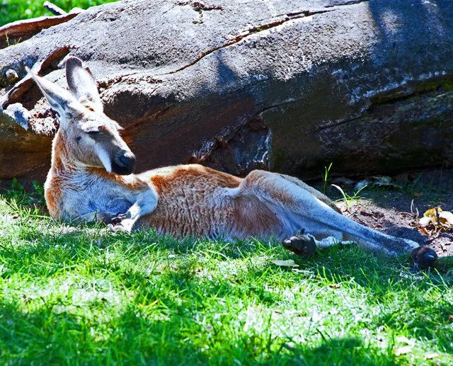 2011 Calgary Zoo-310