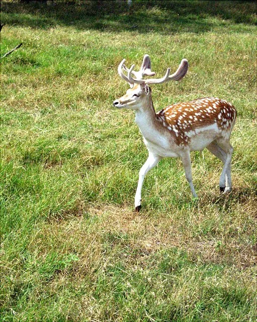 2001 Fossil Rim-038.jpg