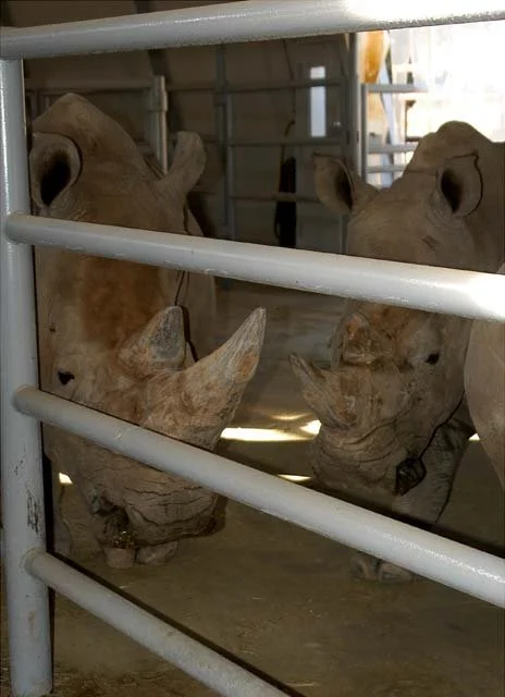 2003 Fossil Rim-108.JPG