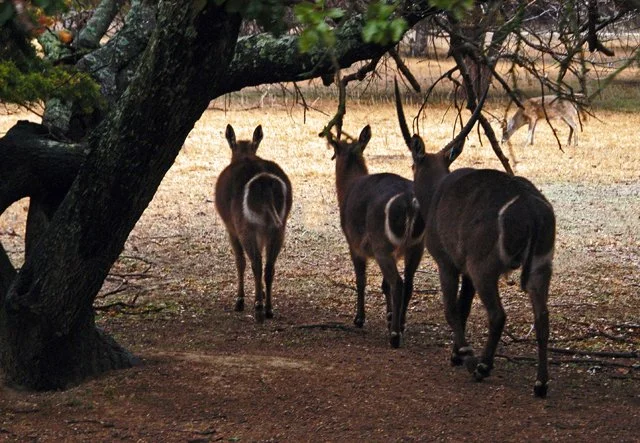 Fossil Rim-056.jpg