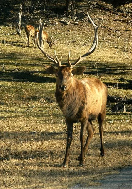 2003 Fossil Rim-188.jpg