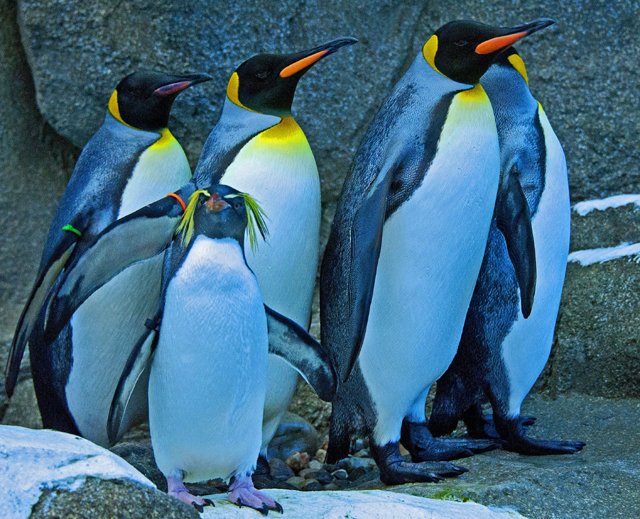Penguins-071.jpg