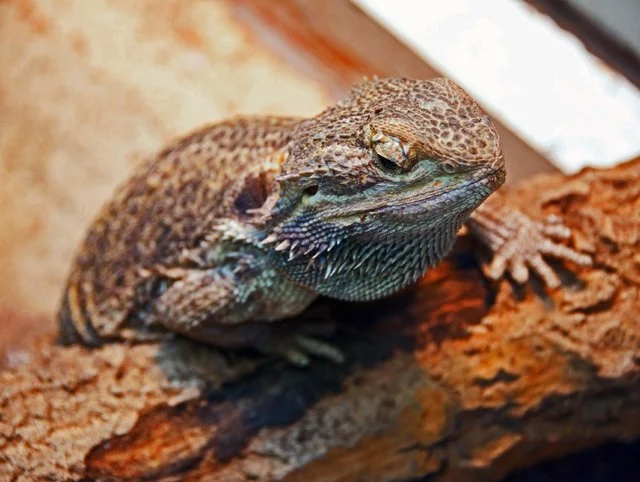 2011 Calgary Zoo-330