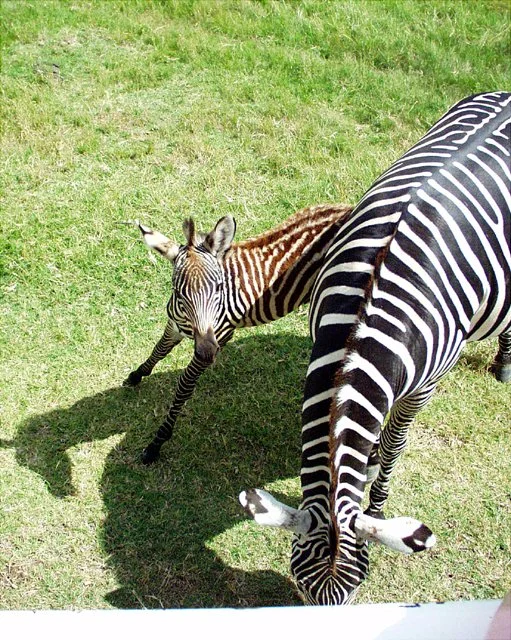 2001 Fossil Rim-044.jpg