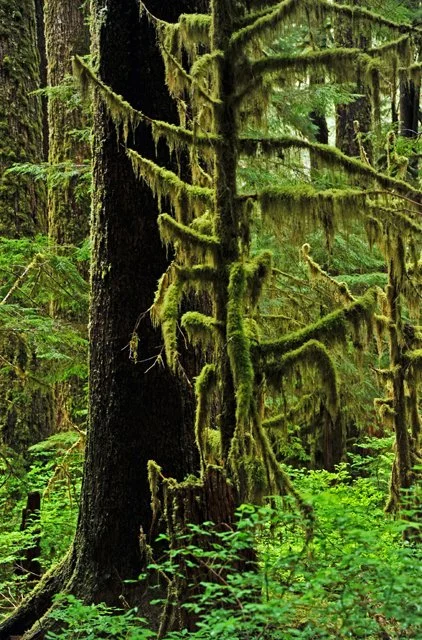 Sol Duc-043.jpg