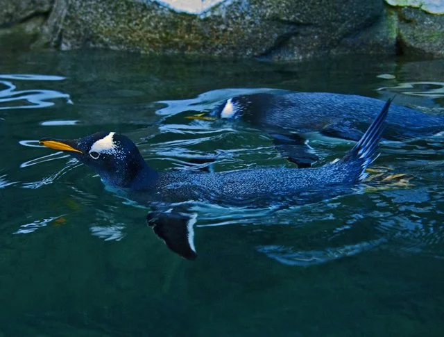 2012 Penguin Plunge-040