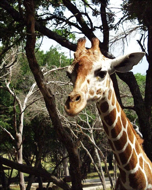 2001 Fossil Rim-061.jpg