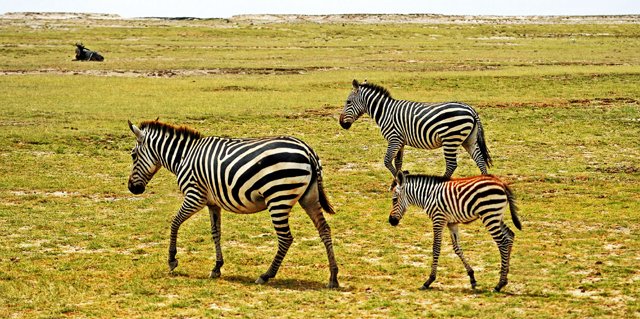 Zebras, Wildebeest-010