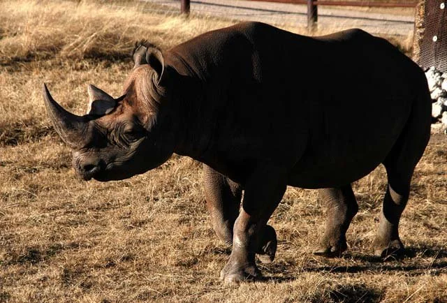 2003 Fossil Rim-035.JPG