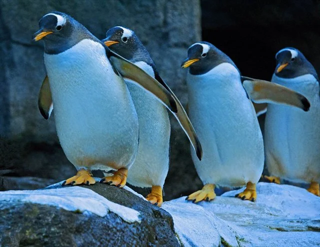 Penguins-143.jpg