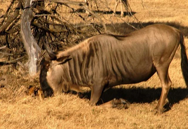 2003 Fossil Rim-079.JPG