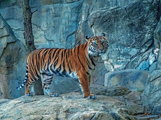 FW Zoo-062.jpg