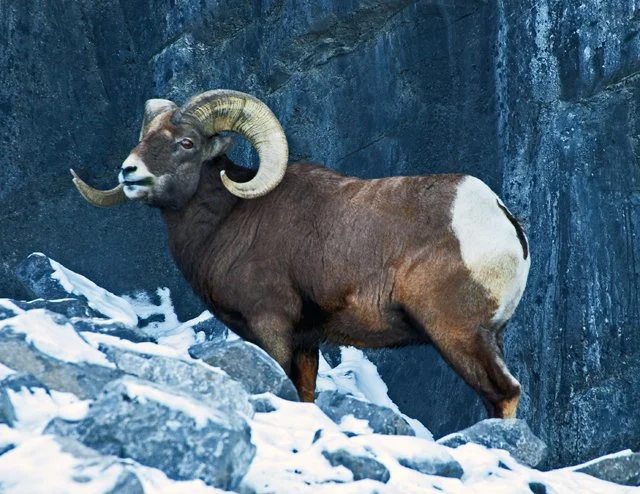 2012 Calgary Winter-070