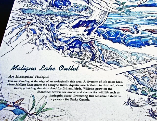 Maligne-143.jpg