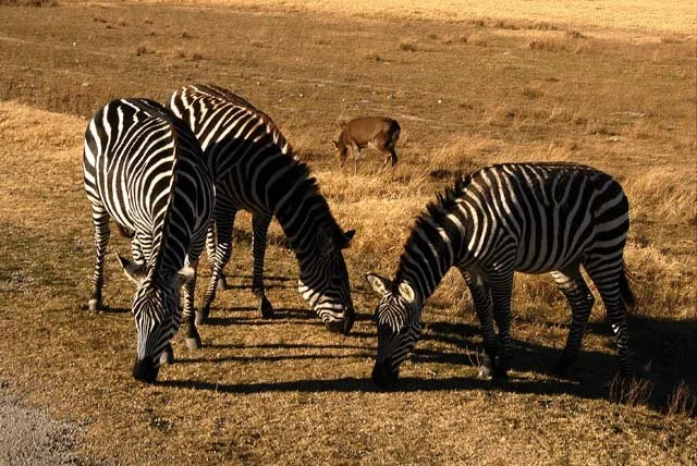 2003 Fossil Rim-089.JPG