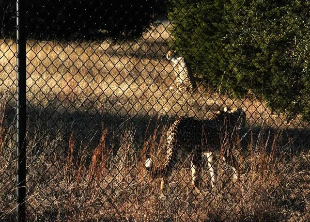 2003 Fossil Rim-022.jpg