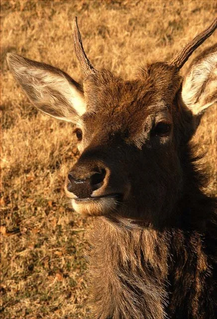 2003 Fossil Rim-104.JPG