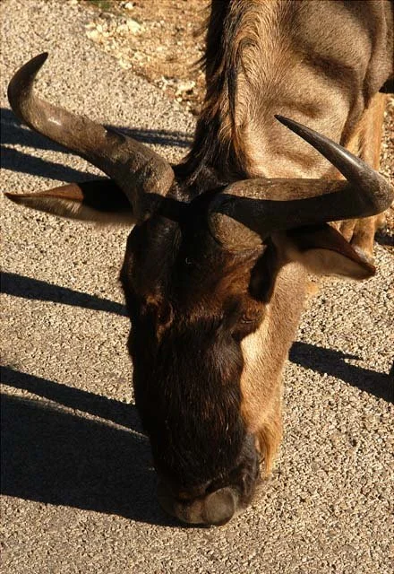 2003 Fossil Rim-096.JPG
