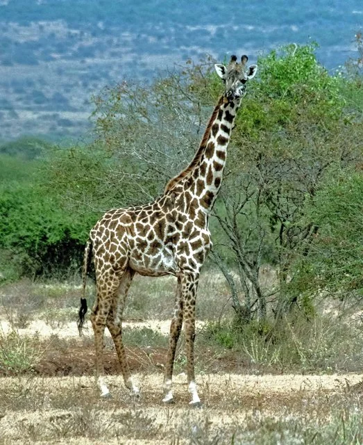 Giraffe-001