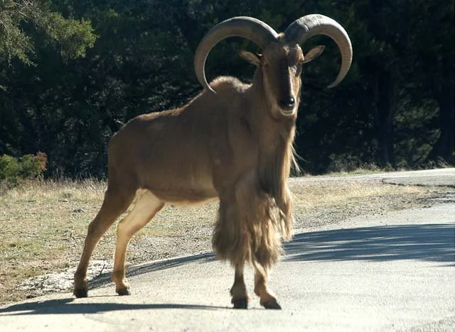 2003 Fossil Rim-182.jpg