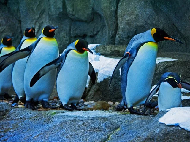 Penguins-076.jpg