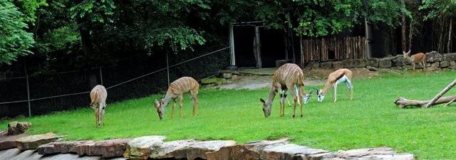 FWZoo-264.jpg
