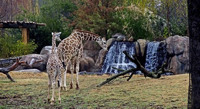 FWZoo-123.jpg