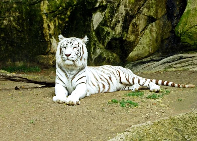 FWZoo-458.jpg