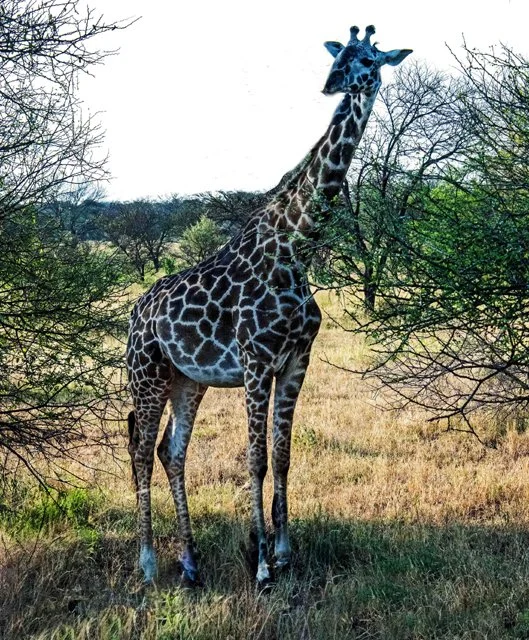 Giraffe-020