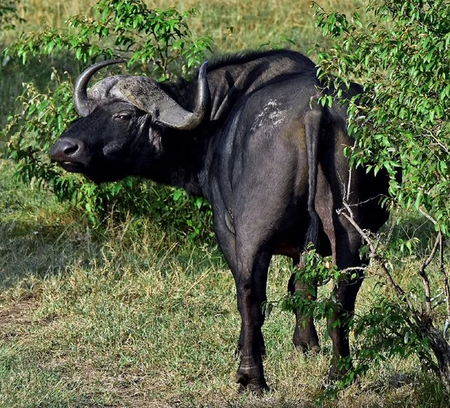 Cape Buffalo-010