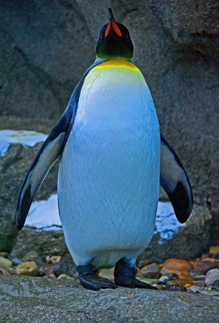 Penguins-056.jpg