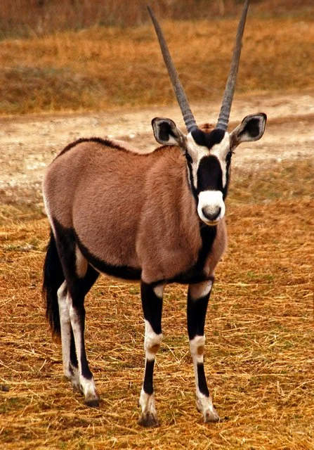 Fossil Rim-045.jpg