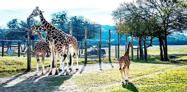 Fossil Rim-168.jpg