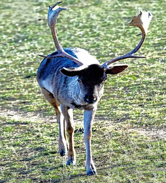Fossil Rim-113.jpg
