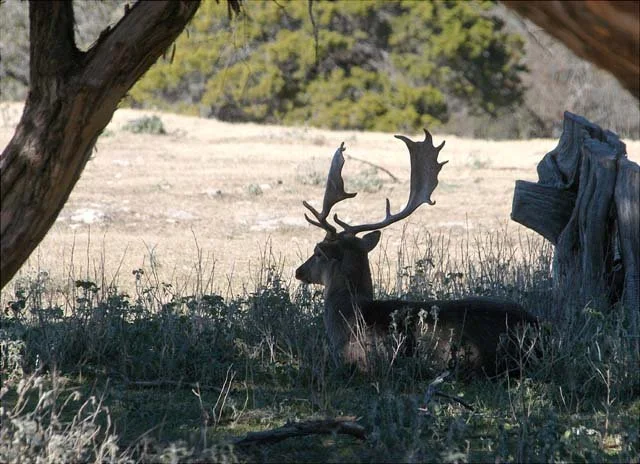2003 Fossil Rim-171.jpg