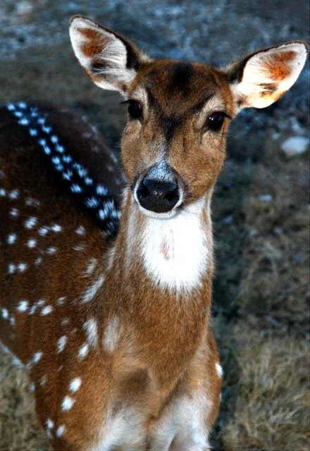 2003 Fossil Rim-042.JPG