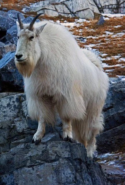 2012 Calgary Winter-110