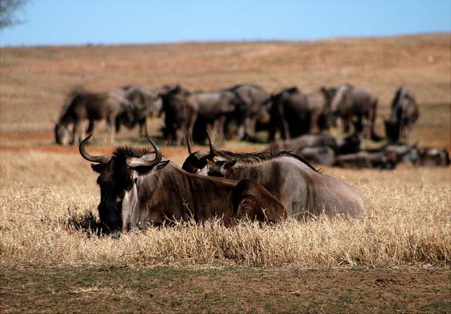 2003 Fossil Rim-158.jpg