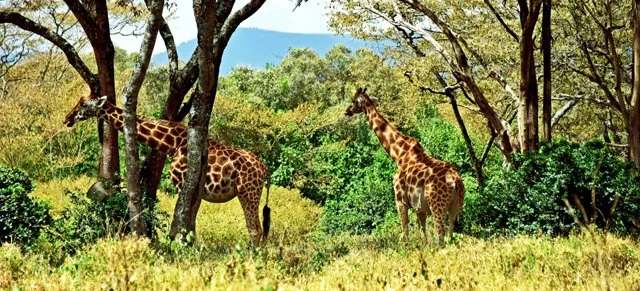 Giraffe-001