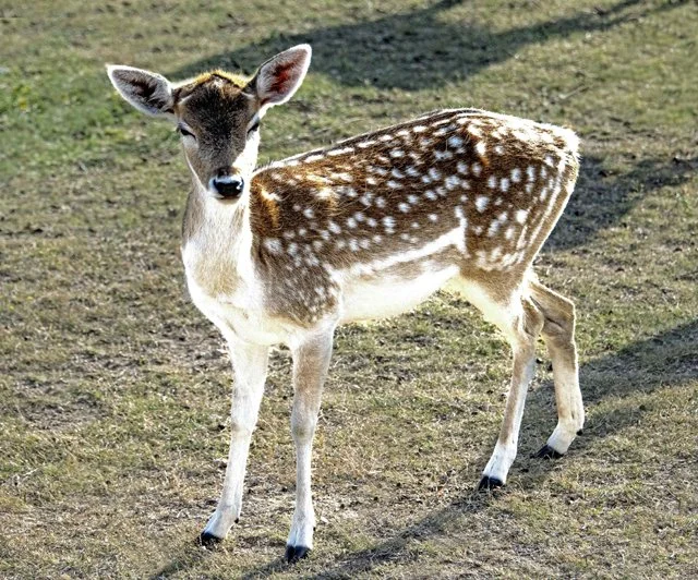 Fossil Rim-125.jpg