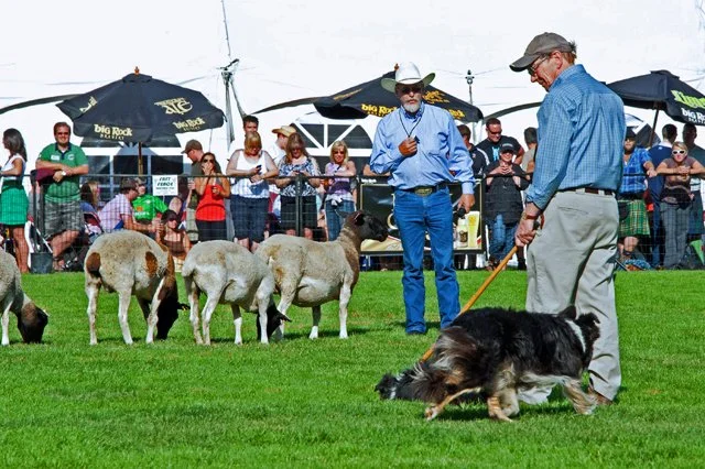 SheepDog-027.jpg