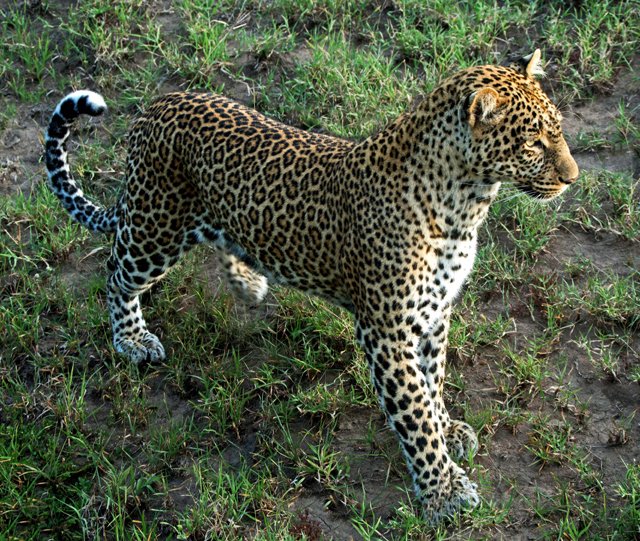 Leopards-009